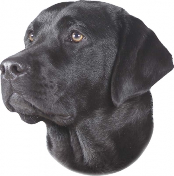 2 Stk. Aufkleber, Hunderasse:Labrador, schwarz 120x150mm