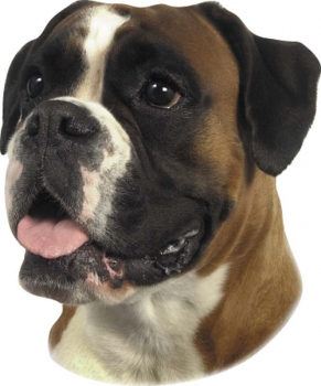 2 Stk. Aufkleber, Hunderasse:Boxer 120x150mm