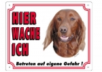 Warntafel Irish Setter