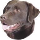 2 Stk. Aufkleber, Hunderasse:Labrador, braun 120x150mm