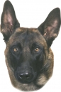 2 Stk. Aufkleber, Hunderasse:Malinois 120x150mm