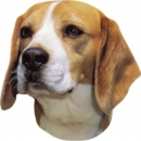 2 Stk. Aufkleber, Hunderasse:Beagle 120x150mm
