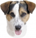 2 Stk. Aufkleber, Hunderasse:Jack Russel1 120x150mm
