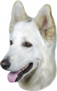 2 Stk. Aufkleber, Hunderasse:Deutscher Schäferhund weiss 120x150mm