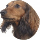 2 Stk. Aufkleber, Hunderasse:Dackel 120x150mm