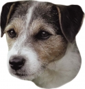 2 Stk. Aufkleber, Hunderasse:Jack Russel2 120x150mm