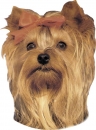 2 Stk. Aufkleber, Hunderasse:Yorkshire Terrier 120x150mm