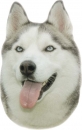 2 Stk. Aufkleber, Hunderasse:Husky 120x150mm
