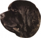 2 Stk. Aufkleber, Hunderasse:Neufundländer 120x150mm