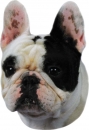 2 Stk. Aufkleber, Hunderasse:Französische Bulldogge 120x150mm